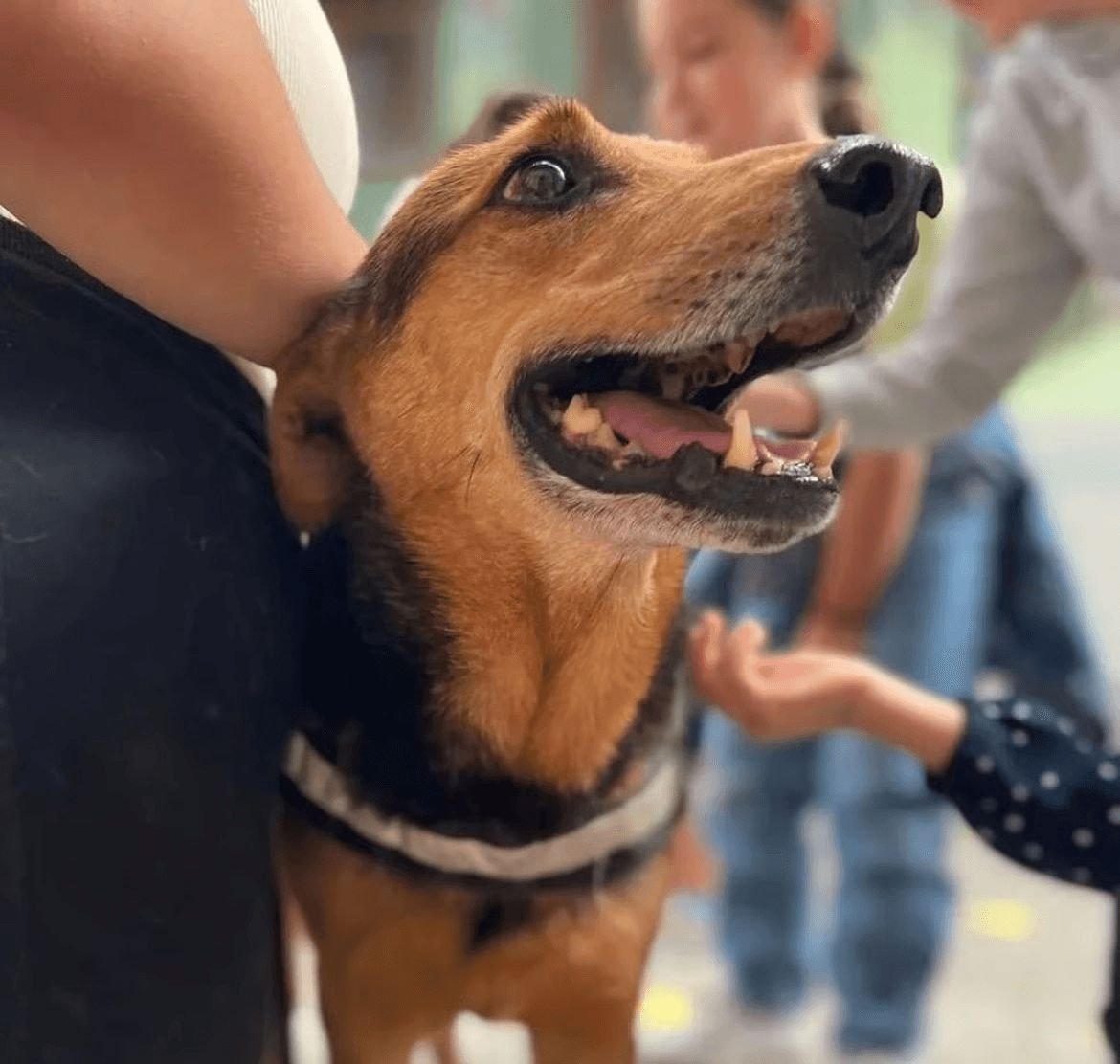 Cão em recuperação veterinária no CAPA